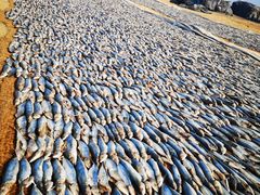 -尼甘布海鲜市场