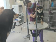 -北京观赏动物医院·24小时大型综合·猫专科·异宠专科