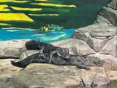 -上海海洋水族馆