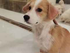 -共舞时光猫咖·狗咖(新街口店)
