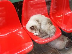 -猫咪博物馆(顶澳仔猫街店)