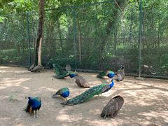 -秦皇岛野生动物园