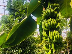 -呀路古热带植物园