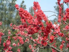 -西安青龙寺遗址景区