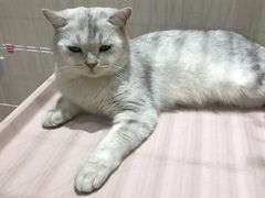 -藏猫猫咖啡主题馆(中央大道店)