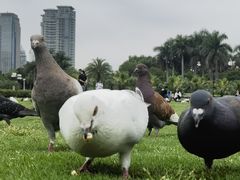 -白鹭洲公园