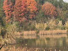 -白鹭湾湿地公园