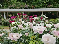 -人民公园(罗湖区)