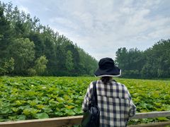 -合肥滨湖国家森林公园