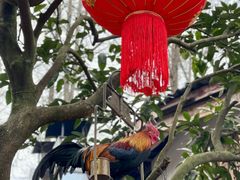 -青城甲(青城山店)