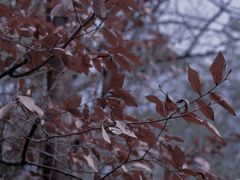 -杭州半山国家森林公园