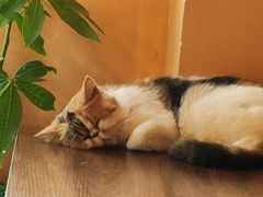 -猫岛主趣味餐厅(鼓浪屿店)