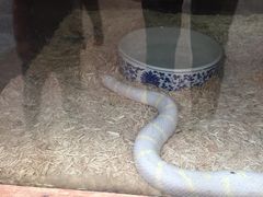 -上海大自然野生昆虫馆(东方明珠·爬宠昆虫探索中心)