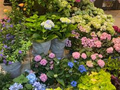 -双季花艺园艺市场(浦东店)