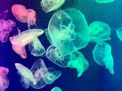 -成都浩海立方海洋公园