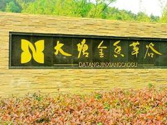 -大塘金香草谷