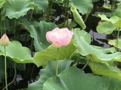 -荷塘月色湿地公园·向阳花洲