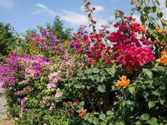 -福建鲤鱼洲酒店