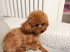 -宠福鑫康馨动物医院·骨科·眼科