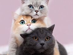 -猫色咖啡·猫咖