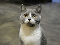 小灰-MIKAKU(万达广场上海宝山店)