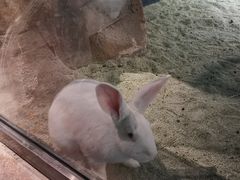 -zoonana室内动物园(东方福来德店)