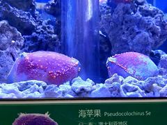 -石家庄海洋公园
