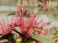 -王借岗森林公园
