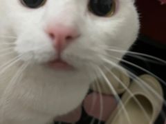 -宠颐生猫科·内科皮肤科(西平世纪城店)