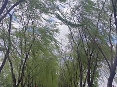 -大兴滨河森林公园