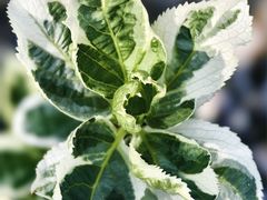 -杭州城北体育公园