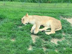 -北京野生动物园