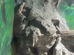 -上海大自然野生昆虫馆(东方明珠·爬宠昆虫探索中心)