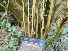 -莫里热带雨林景区