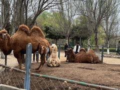 -长白岛森林公园