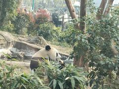 -武汉动物园