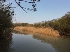 -上海吴淞炮台湾国家湿地公园