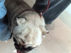 -帕帕拉兹宠物(亚洲旗舰店)