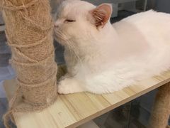 -BABIT巴比特宠物(MOMOPARK店)