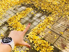景点-三里屯东五街银杏大道