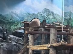 -武汉动物园