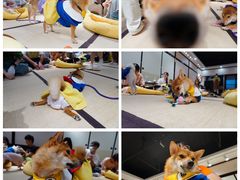 -逗柴咖啡屋·狗咖猫咖宠物桌游