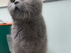 -瑞派·关忠动物医院·猫专科·犬专科(三环新城店)