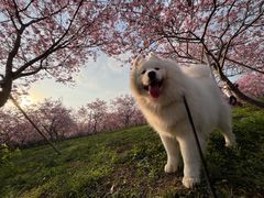 -天适樱花悠乐园