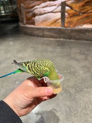 -造物庄园 萌宠纪(苏州湾歌林公园店)