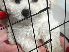 -pd派德宠物中心医院24H急重症·眼科中心·血液透析中心(嵩山北路店)