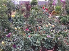 -三圣花乡旅游区