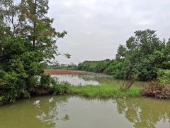 -大湾区中央湿地公园