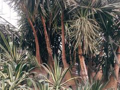 -南山植物园