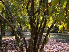 -中国科学院西双版纳热带植物园